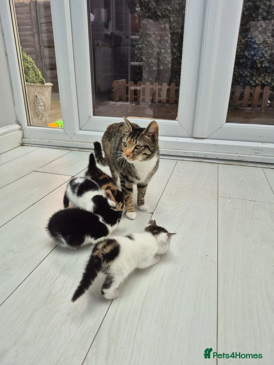 Mixed Breed cats for sale: 1 female, 3 male kittens for sale - Advert 1