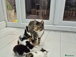 Mixed Breed cats 1 female, 3 male kittens for sale - Advert 2
