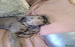 Cocker Spaniel dogs for sale: Female cocker spaniel pups  - Image 1