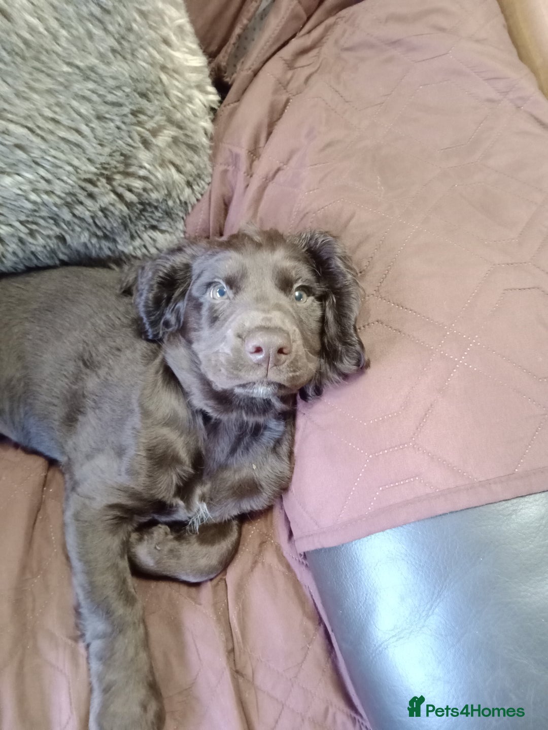 Cocker Spaniel dogs for sale: Female cocker spaniel pups  - Image 1