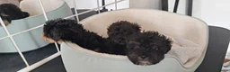 Shih Tzu dogs for sale: Pedigree Shihpoos  - Advert 3