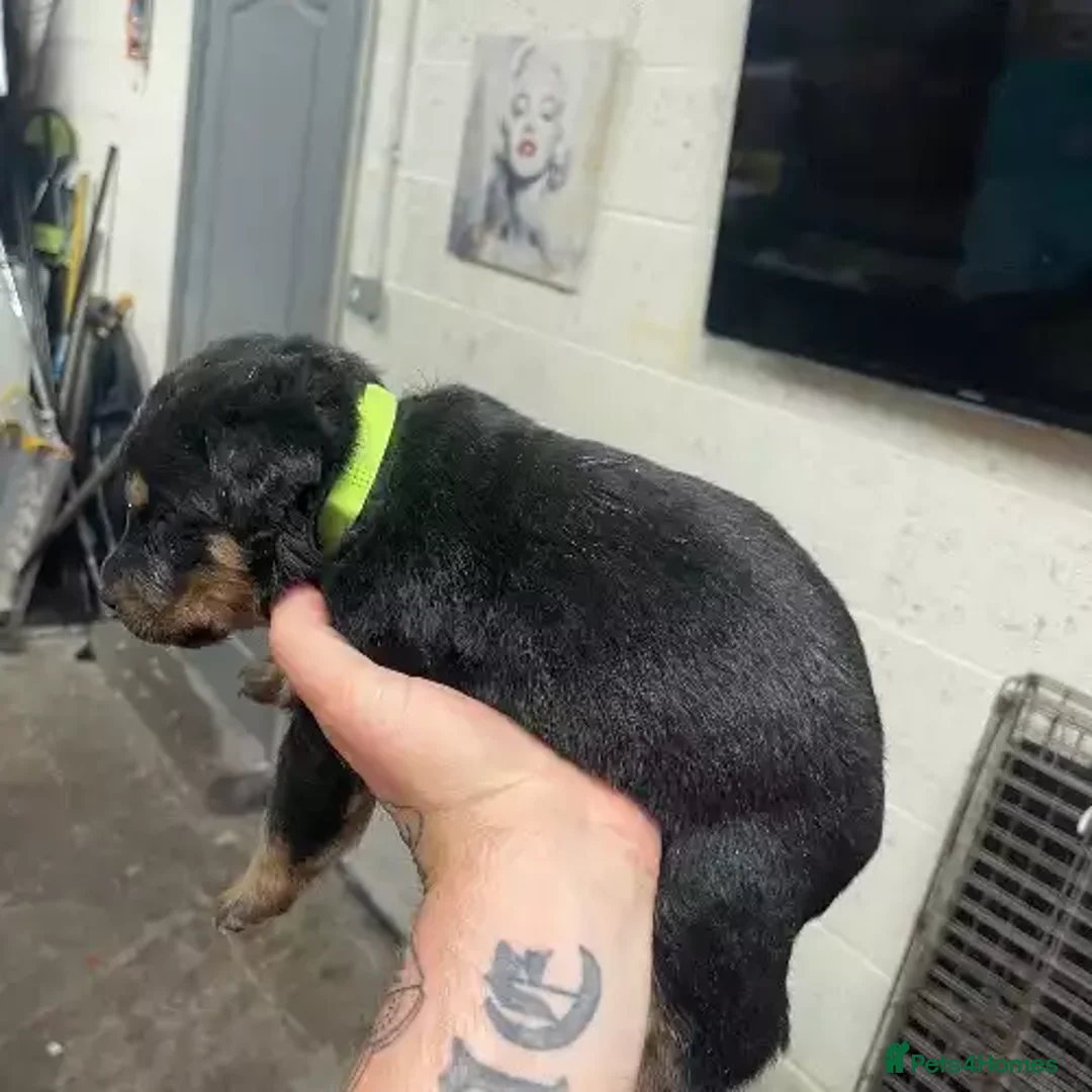 Rottweiler dogs for sale: Rottweiler puppies - Advert 4