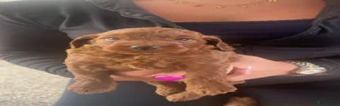 Cockapoo 5