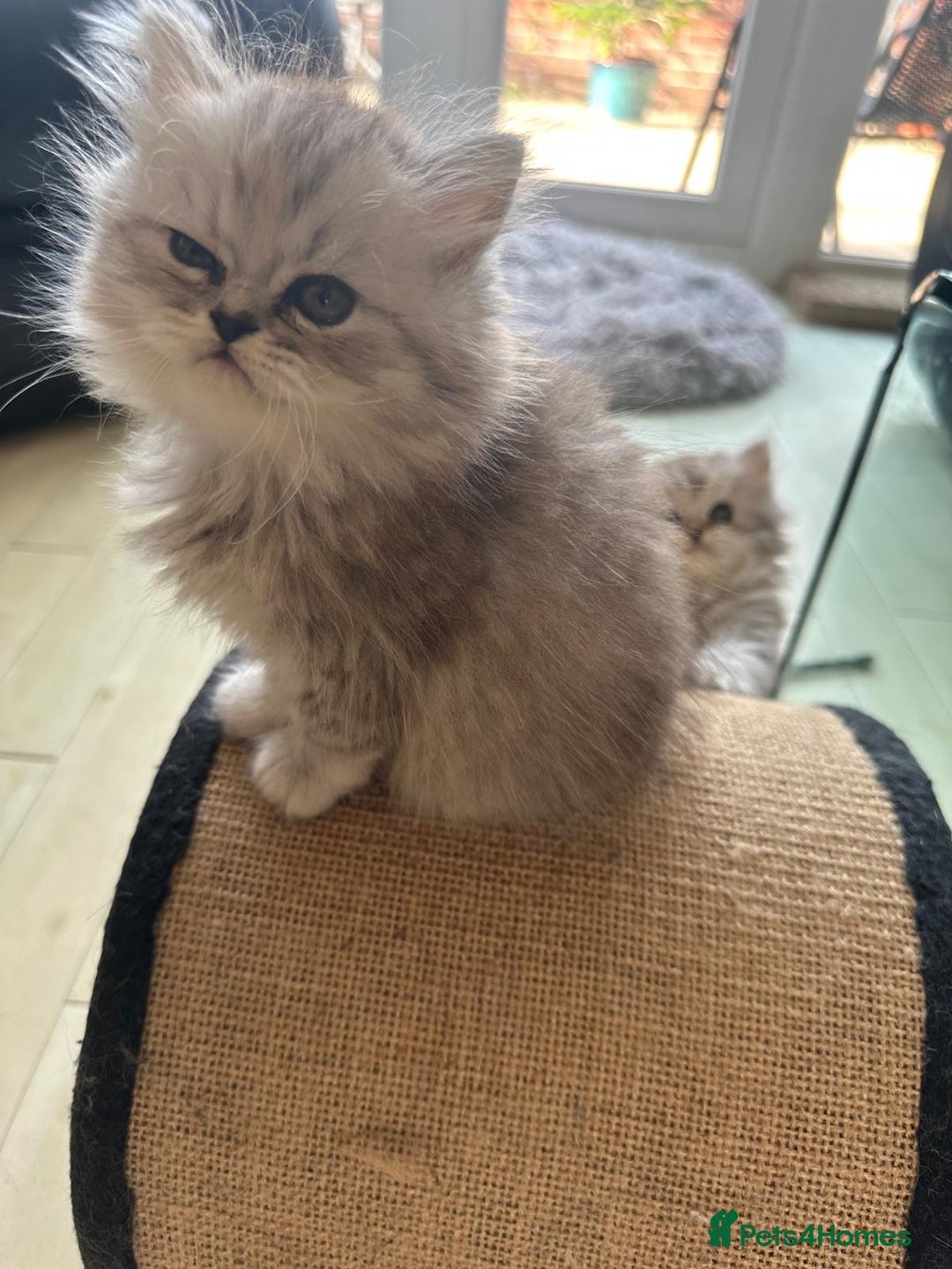 Persian cats for sale: Two multicoloured Persian females - Image 28