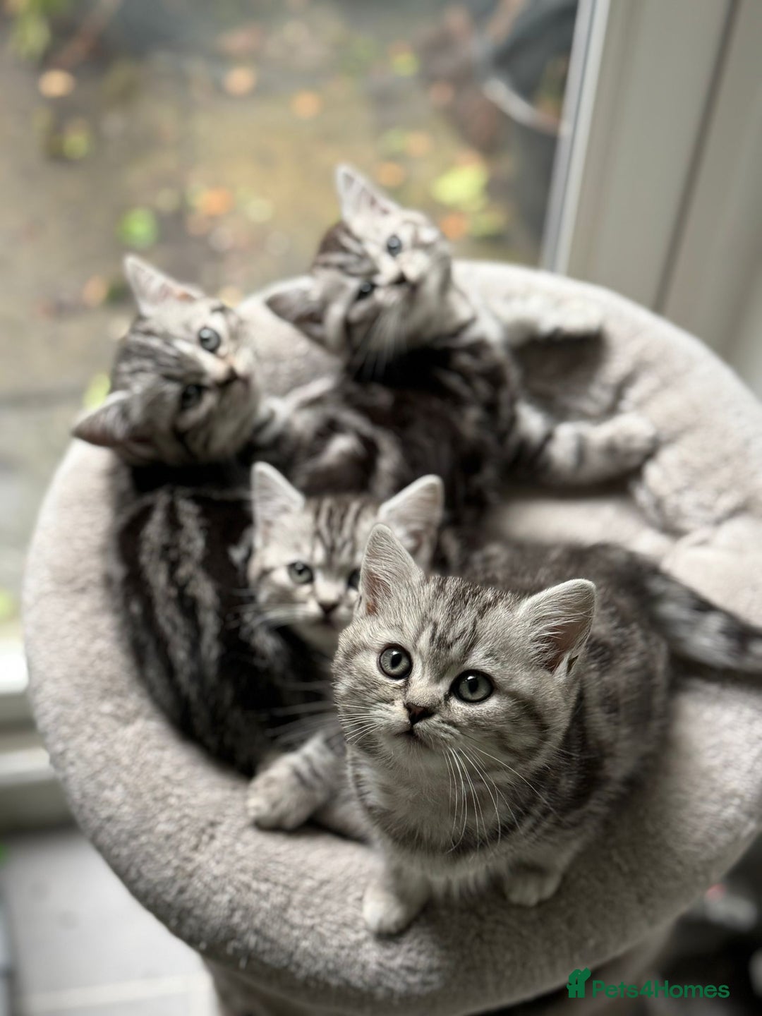 British Shorthair cats for sale: Beautiful registered British Shorthaired Kittens - Image 6