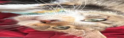 Maine Coon cats for sale:  Maine Coon Kittens  - Advert 9
