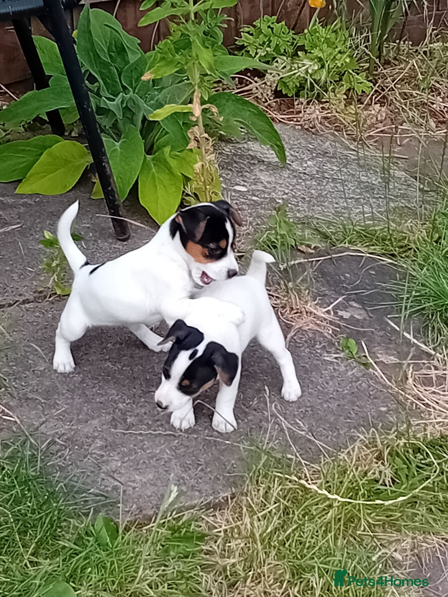 Jack Russell dogs Jack Russell Pups - Advert 7