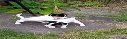 Jack Russell dogs for sale: Jack Russell Pups - Advert 1
