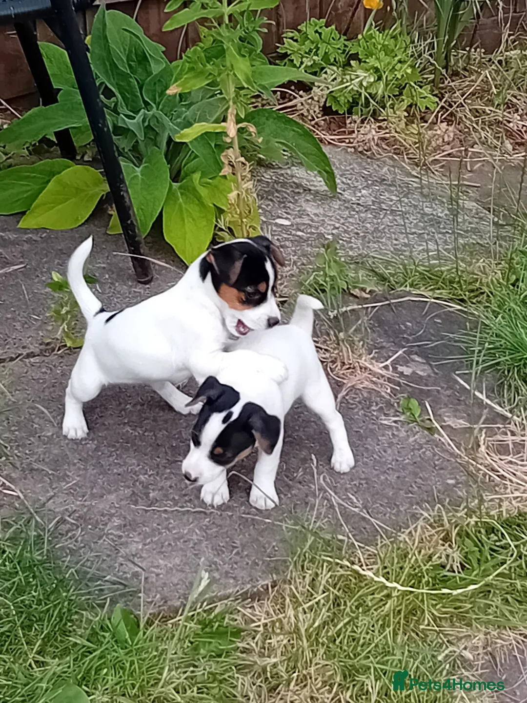 Jack Russell dogs for sale: Jack Russell Pups - Advert 1