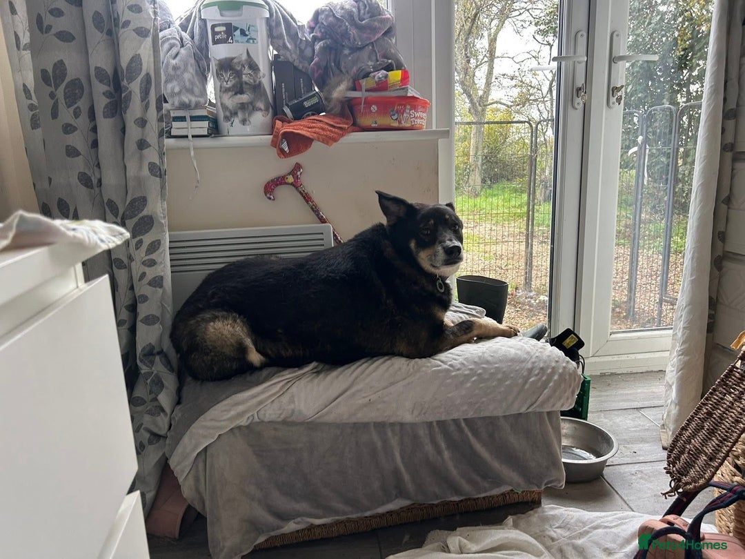 Mixed Breed dogs for adoption: Ben - Norwich Norfolk  - Advert 11