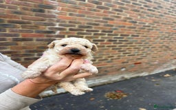 Toy Poodle dogs for sale: Toy Poodle Pups with Lovely Temperaments - Image 6