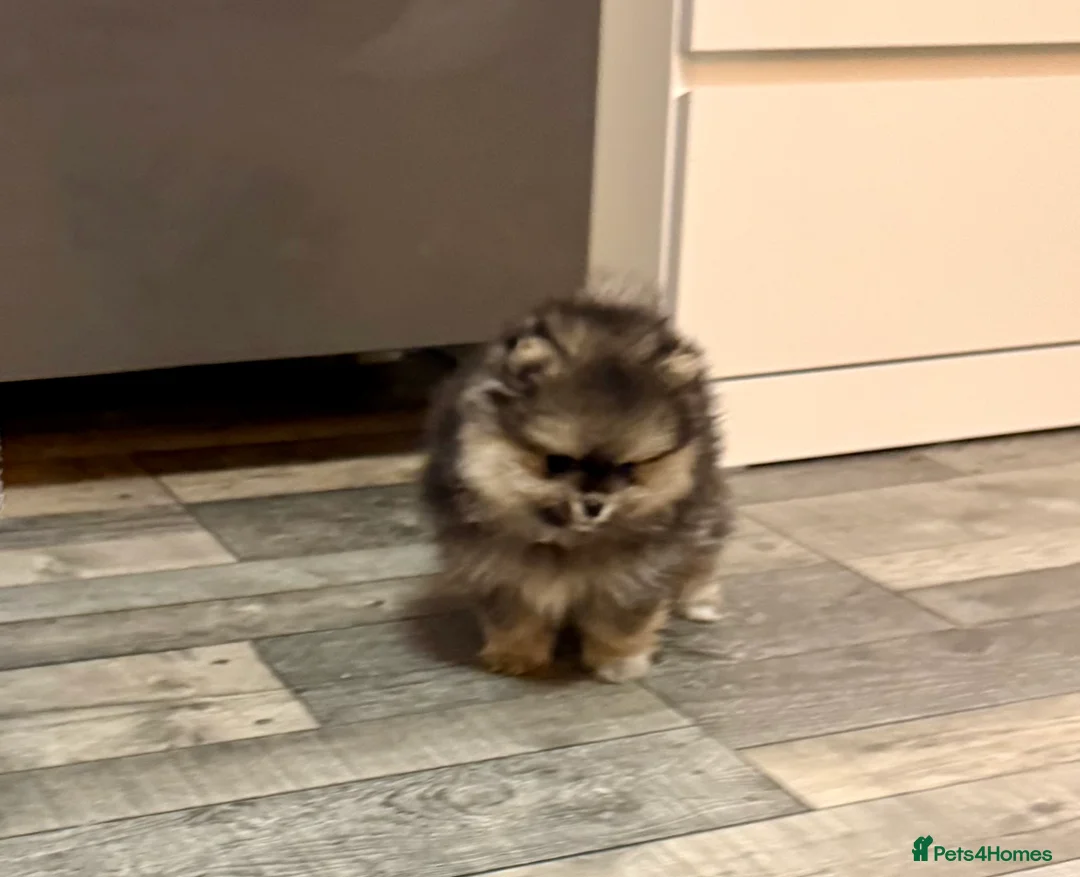 Pomeranian dogs for sale: Stuning Rare Colour Pomeranian Boy - Wolf Sable  - Advert 12