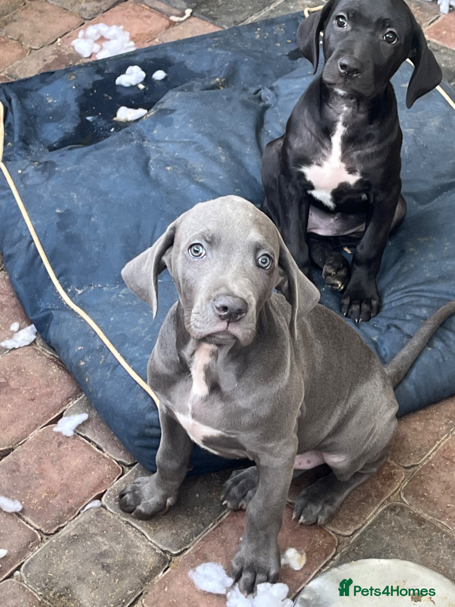 Cane Corso dogs for sale: Cane corso pups, 4 girls 2 boys, black and grey - Advert 15