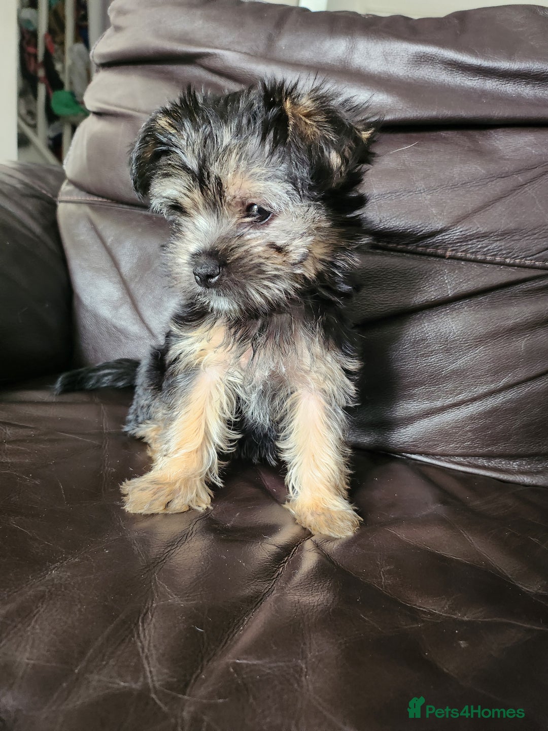 Morkie dogs for sale: Yorkie dominant small Morkies - Image 9