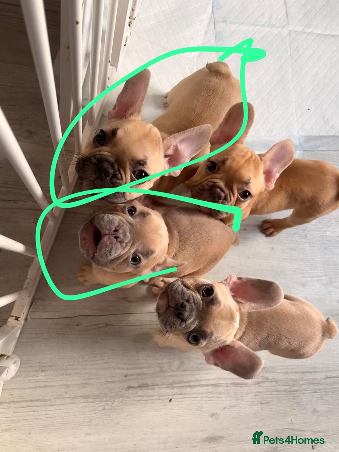 French Bulldog dogs for sale: Litter of French bulldog puppies in Harwich - Image 28