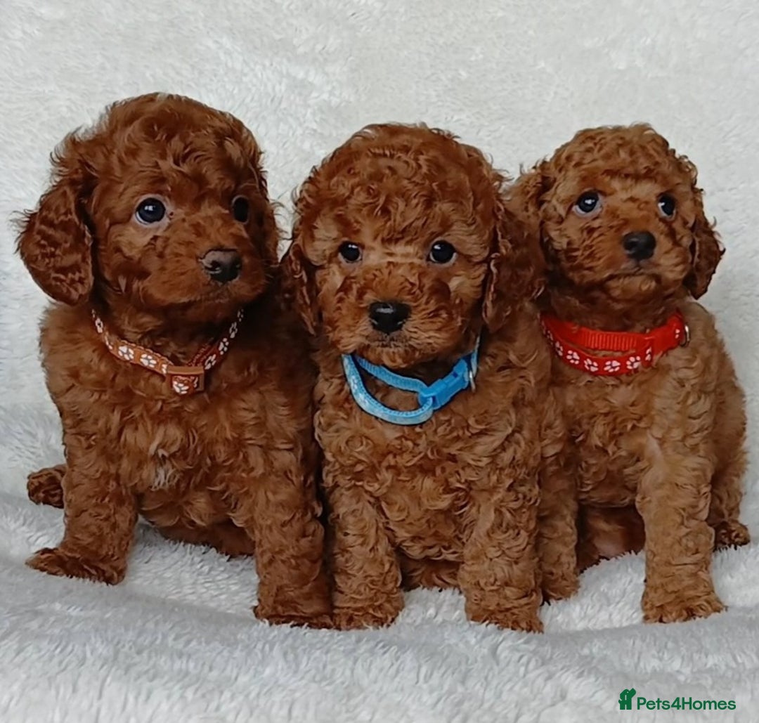 Cavapoo dogs for sale: Exquisite F1B Cavapoo Puppies - Image 5