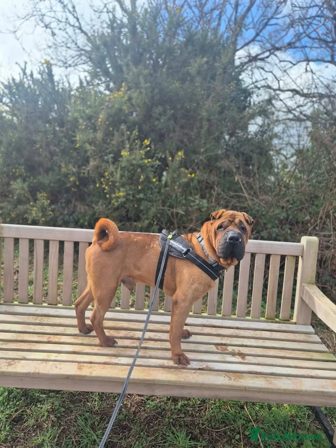 Shar Pei dogs for adoption: RAPTOR - 9 year Shar Pei - Advert 5