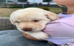 Labrador Retriever dogs for sale: Golden and Chocolate chunky labs for sale - Image 5