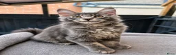 Maine Coon cats for sale: ❤️ TICA Registered Maine Coon Kittens Ready Now ❤️ - Advert 29