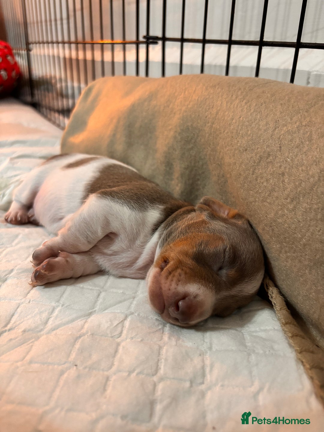 Miniature Dachshund dogs for sale: Stunning Miniature Piebald/Isabella Dachshunds 💙  - Advert 8