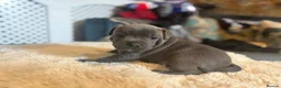 Staffordshire Bull Terrier dogs for sale: KC Registered Blue Staffordshire Bull terrier Pups - Advert 11