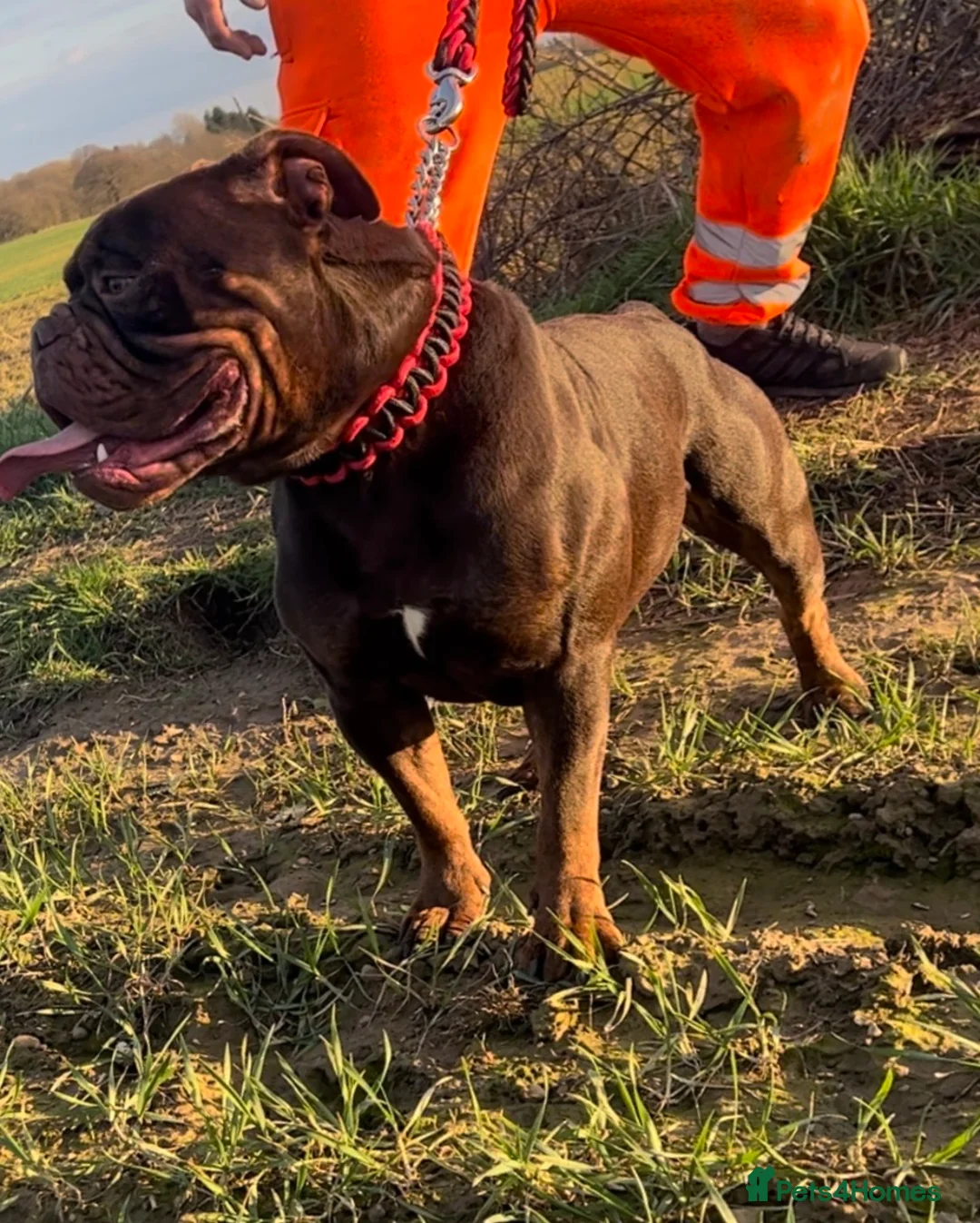 Olde English Bulldogge dogs for stud: 💥olde English bulldogge stud💥 in Rotherham - Advert 4