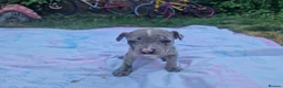 Staffordshire Bull Terrier dogs for sale: Staffordshire bully puppies  - Advert 16