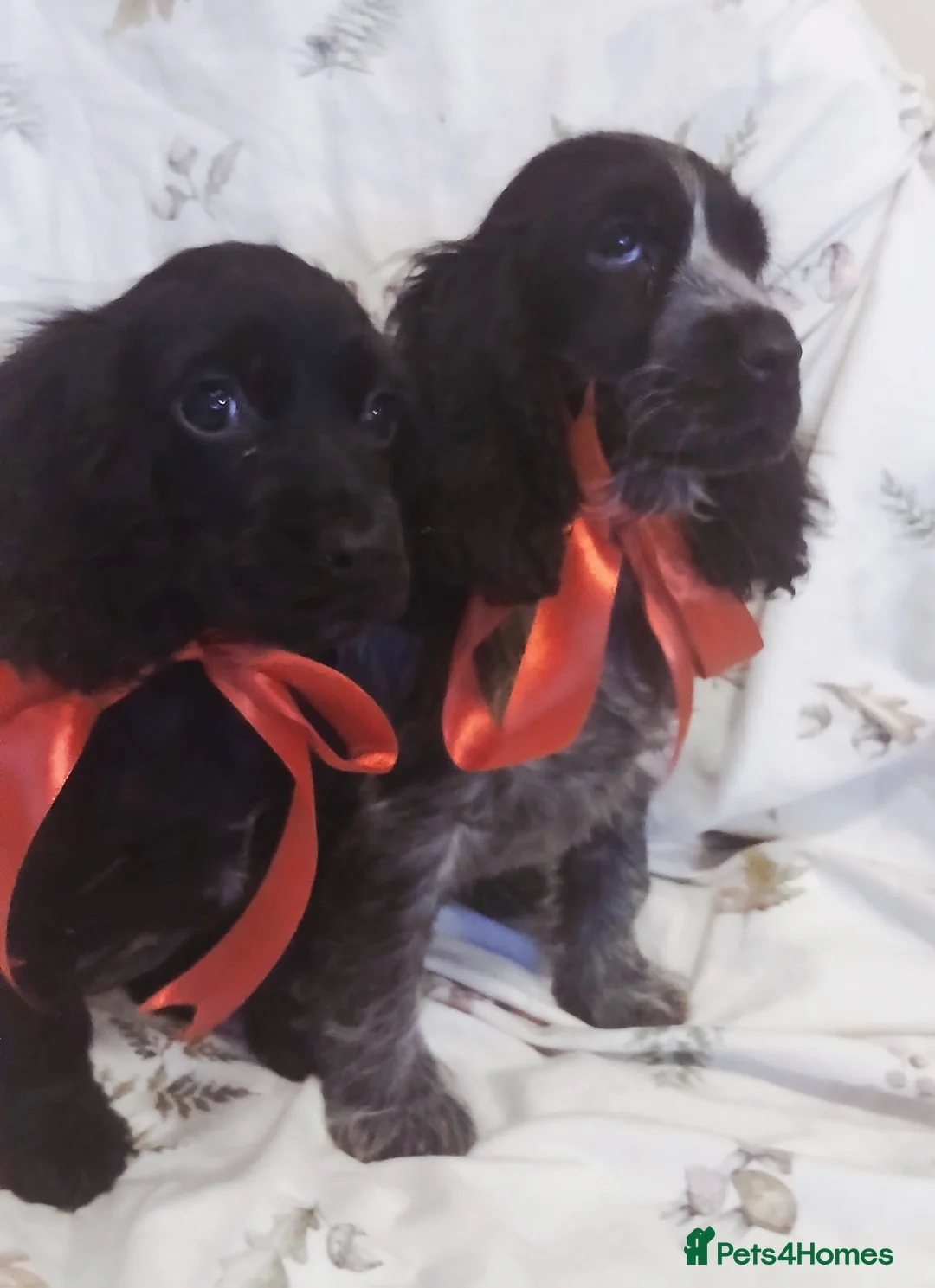 Cocker Spaniel dogs for sale: cocker spaniels - Advert 15