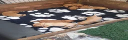 Mixed Breed dogs for sale: Cockerdor x Labrador - Advert 3
