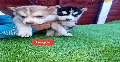 Siberian Husky dogs 1 boy siberian husky left black - Advert 8