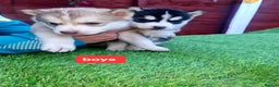 Siberian Husky dogs for sale: 6 siberian husky  - Advert 1