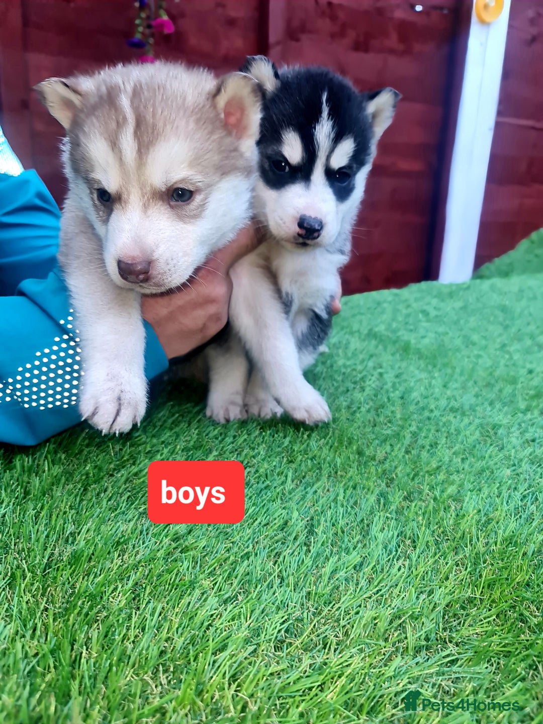 Siberian Husky dogs for sale: 6 siberian husky  - Advert 1