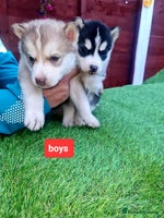 Siberian Husky dogs 1 boy siberian husky left black - Advert 8