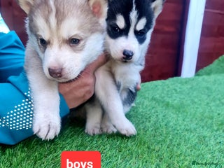 Siberian Husky dogs 6 siberian husky - Advert 6