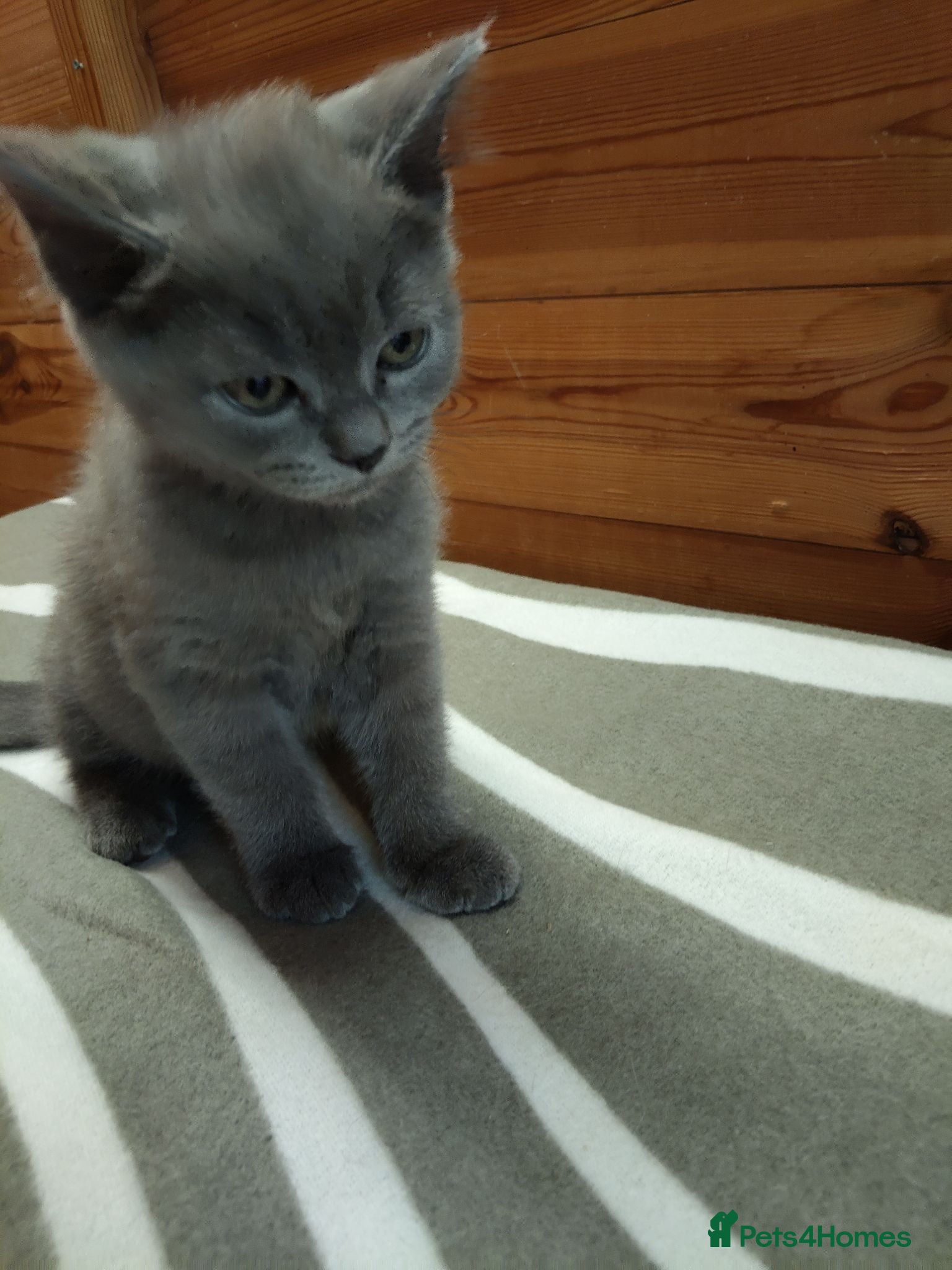British Shorthair cats British shorthair kittens (1 LEFT) - Advert 1