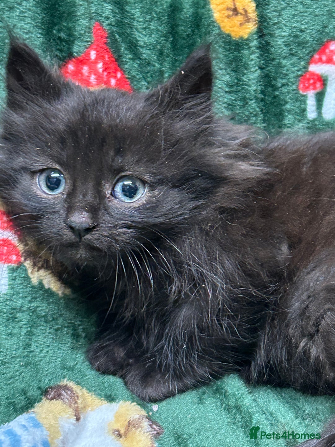 Mixed Breed cats for sale: Beautiful Healthy Kittens Ready now  - Advert 12