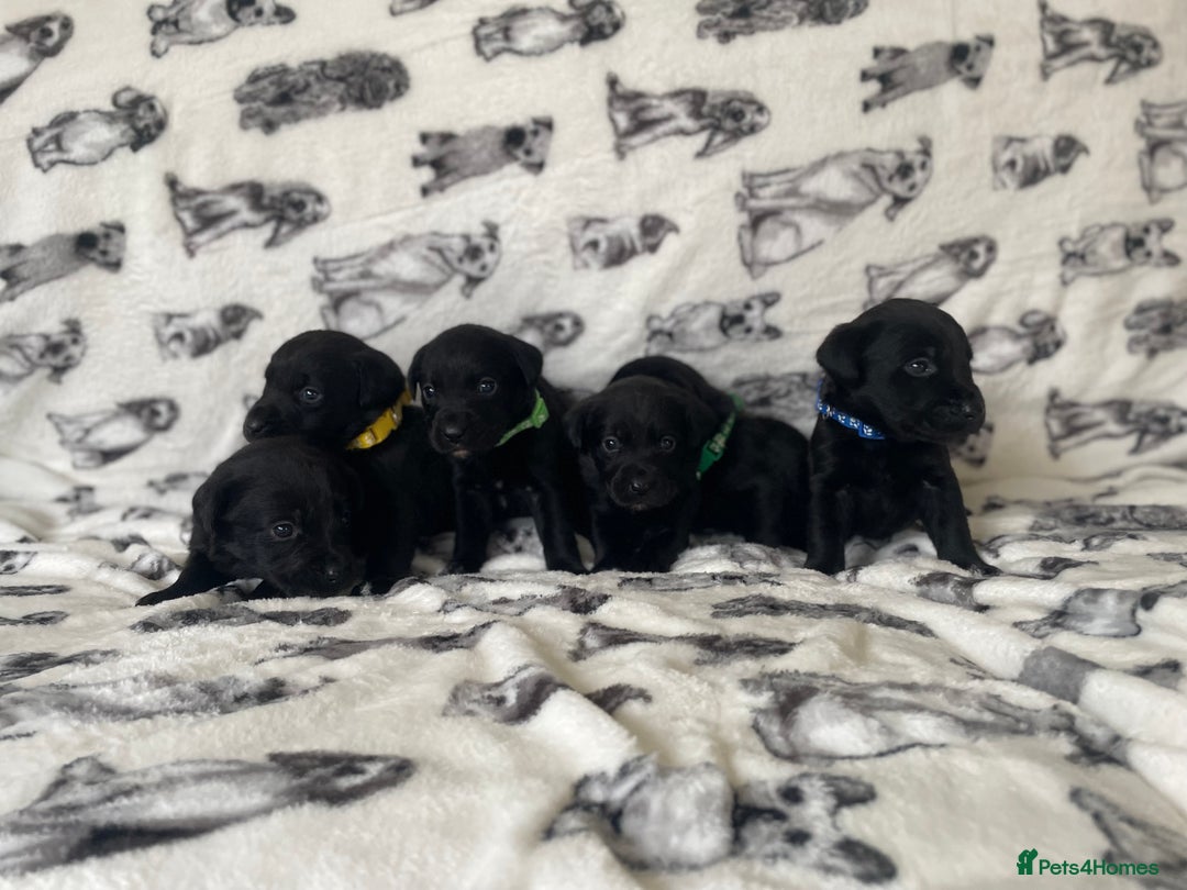 Labrador Retriever dogs for sale: Beautiful Labrador puppy’s  - Advert 12