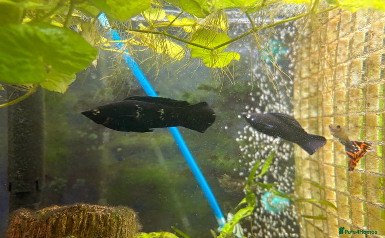 Mollies fish - Advert 7