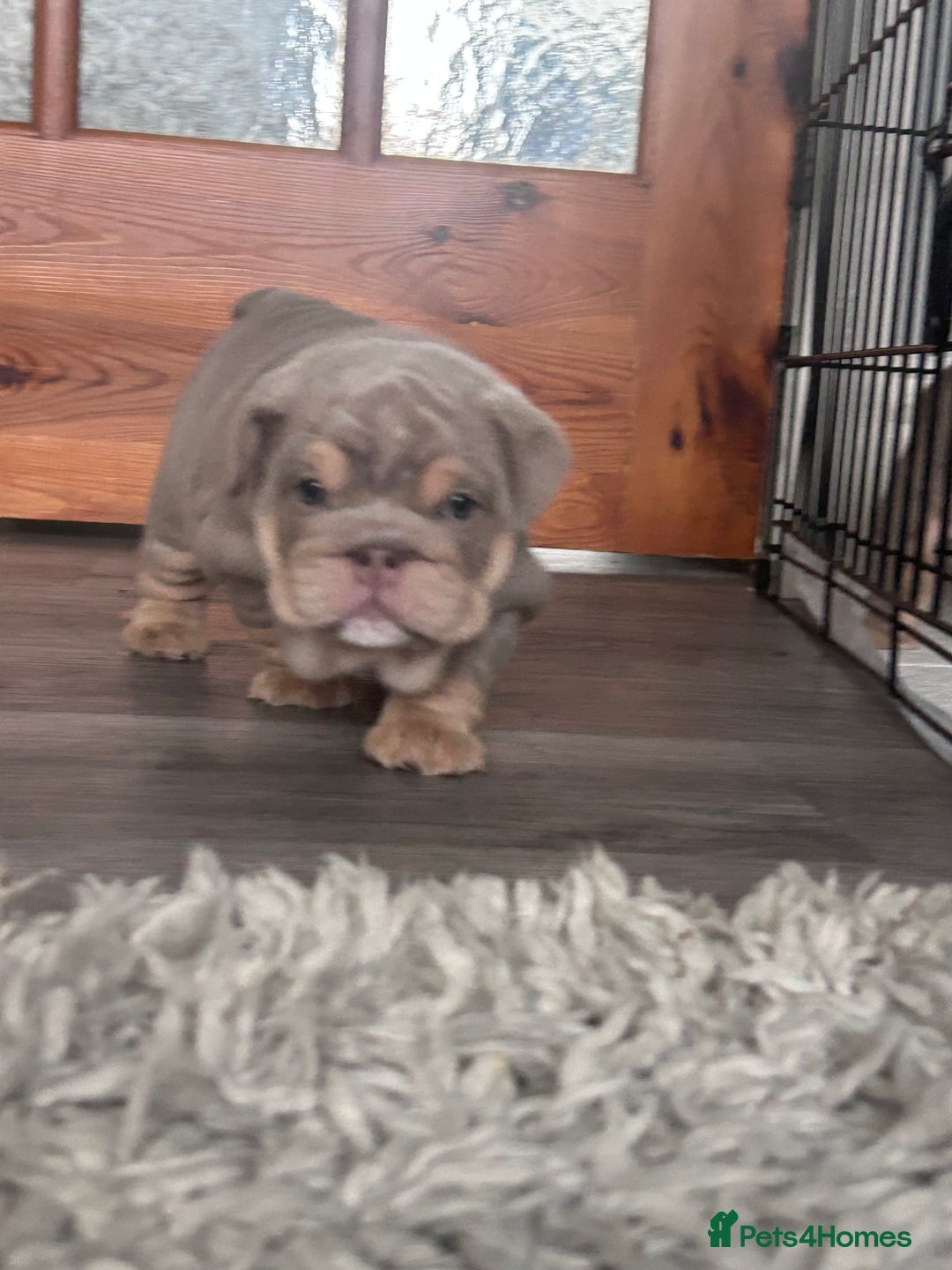 English Bulldog dogs for sale: Gorgeous Puppy Bulldogs for sale - Advert 4