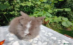 Lionhead rabbits for sale: Stunning DM Lionhead baby rabbits  - Image 7