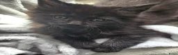 Maine Coon cats for sale: Maine Coon Kittens - Advert 10