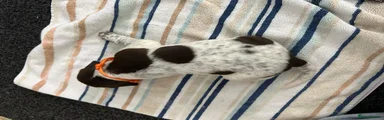 German Shorthaired Pointer 4