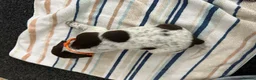German Shorthaired Pointer dogs for sale: KC Registered German Shorthaired pointer puppies  - Advert 11