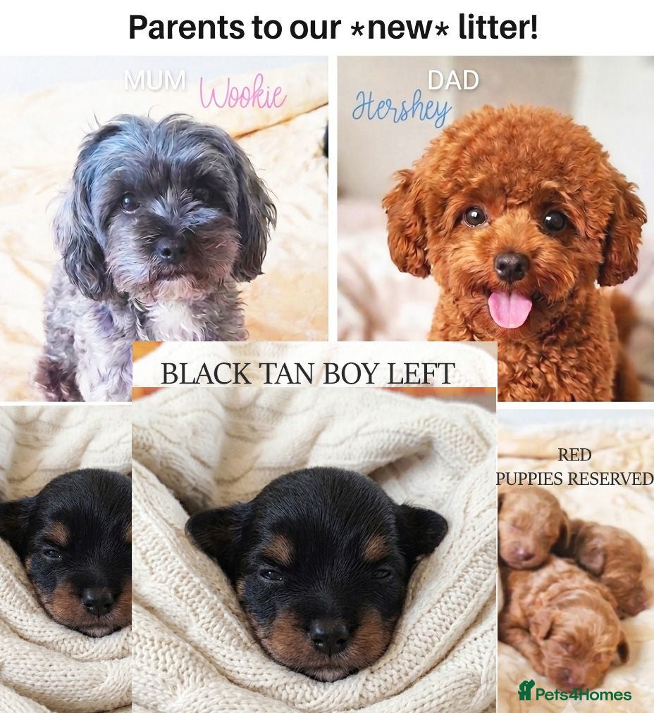Maltipoo dogs Quality F1B Genuine Toy Asian Maltipoo Puppies - Advert 7