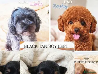Maltipoo dogs Quality F1B Genuine Toy Asian Maltipoo Puppies - Advert 7