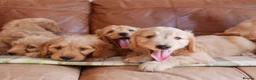 Mini Goldendoodle dogs for sale: Stunning Health Tested Miniature Goldendoodles - Advert 13