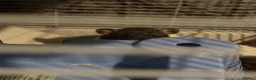 Rat rodents for sale: 4 male rats for adoption.(Cage included plus more) - Advert 19