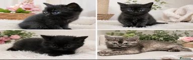 British Shorthair 2