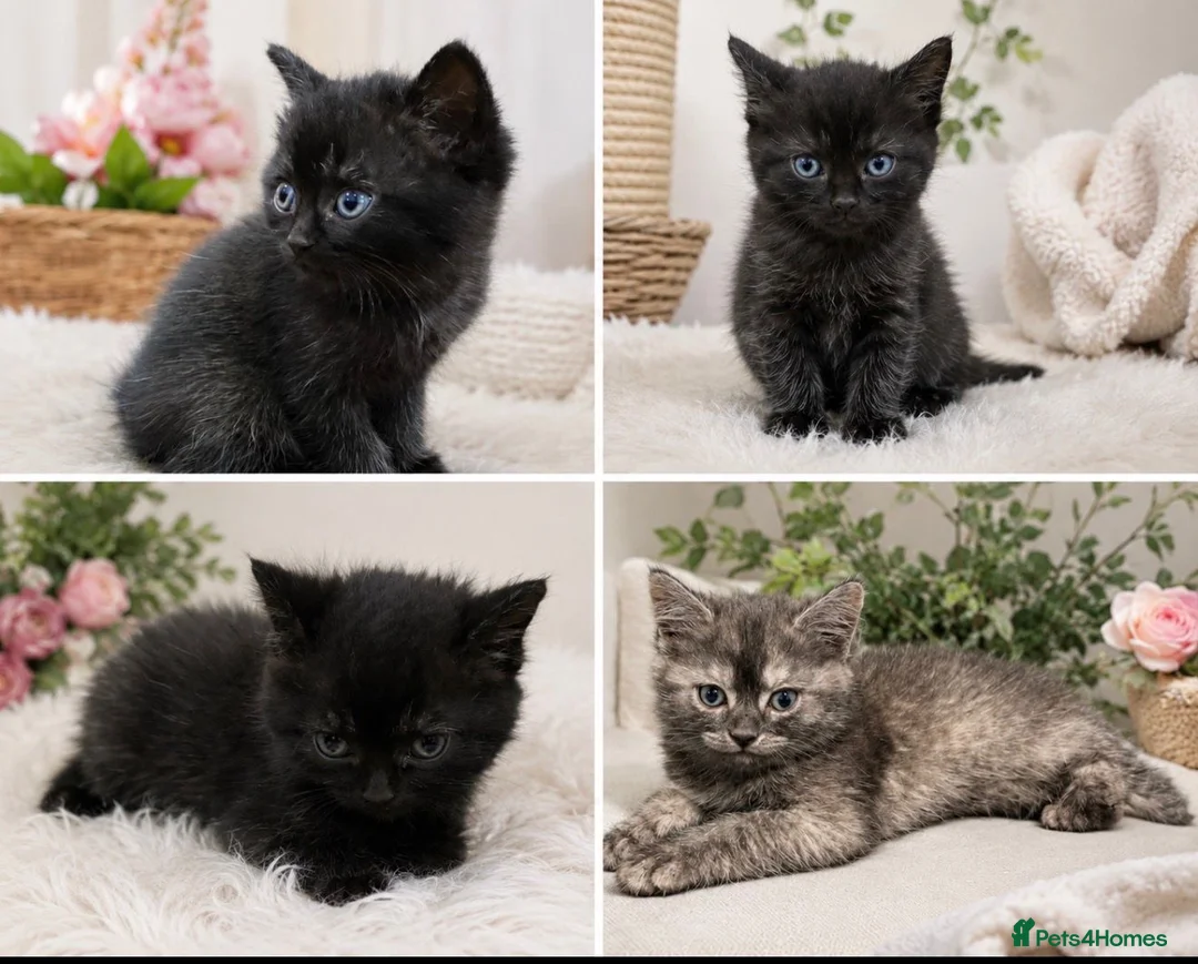 British Shorthair cats for sale: Very friendly and caring cat needs to be rehomed  - Advert 1
