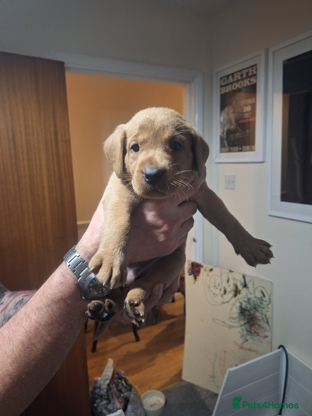 Labrador Retriever dogs for sale: Fox red labrador  - Advert 4